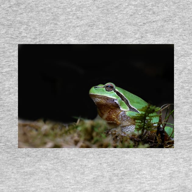 r676/ A Kind Frog Palmé -Grenouille verte palmé  " simply life " to Okaio Créations - Olavia-Olao by caillaudolivier